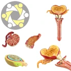 New design Pathological 3D male genital organ Plastic Anatomical Model