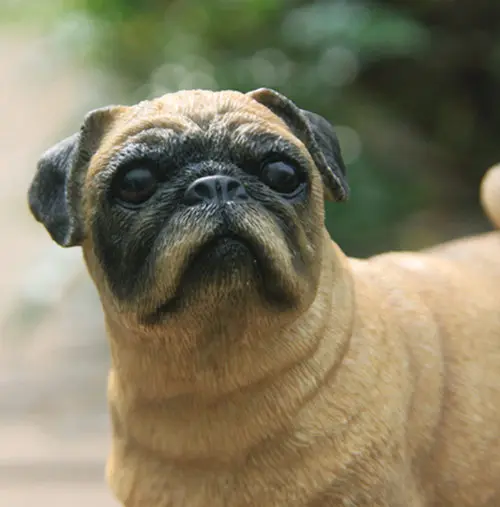 pug dog figure 2