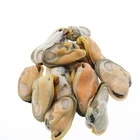 Mussel Meat Cheap Mussel Meat High Quality Frozen Boiled Mussel Meat