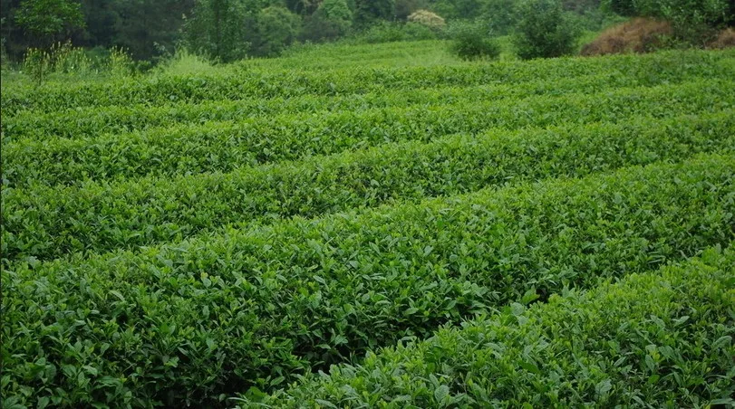 First Grade USDA BRC DAKKS Pure Organic Matcha Tea Powder Dropship