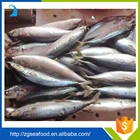 Scomber Japonicus HACCP Block BQF Mackerel And Frozen Seafood Exporter