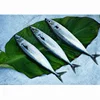 /product-detail/high-quality-chinese-best-brands-frozen-canned-mackerel-fish-whole-round-canned-fish-canned-mackerel-60699099929.html