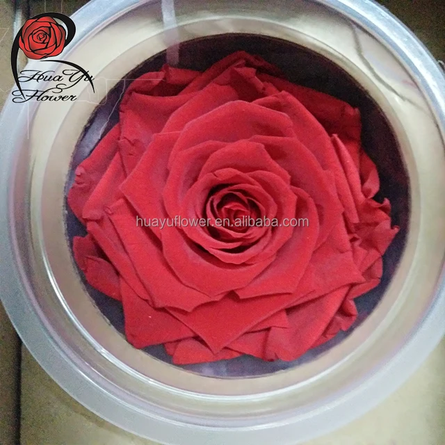 ecuadorian long life flowers roses preserved red peach