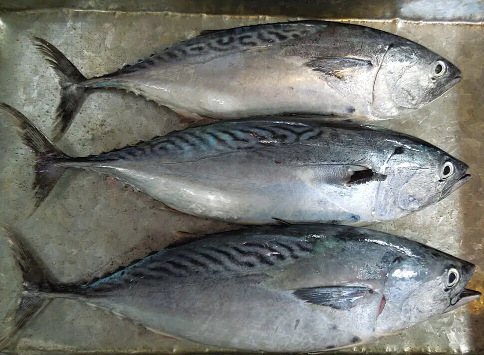 frozen bonito tuna fish,skipjack