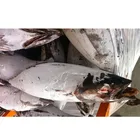 Deep sea frozen longfin tuna fish for canning factory