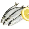 New Season canned seafood canned sardine canned fish with lower price