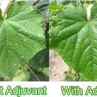 Organic Silicone Surfactant Adjuvant Pesticide
