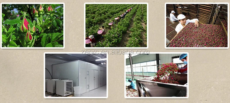 Most Popular Ping Yin Rose Blossom Beauty Tea for Female Daily Health Drink