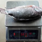 Fresh Frozen Black Tilapia Fish Best Quality to African countries Wholesale price