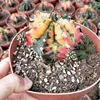 /product-detail/very-beautiful-cactus-nurseries-cactus-and-succulent-live-cactus-plant-60856096008.html