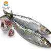 High quality frozen sardine fish whole round frozen seafood wholesale