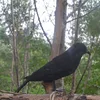 hot sale realistic black halloween crow hunting decoy birds