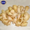 Chinese fresh ginger manufacturer