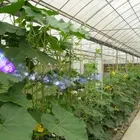 Polyethylene Agriculture Greenhouse 3 Layer Film