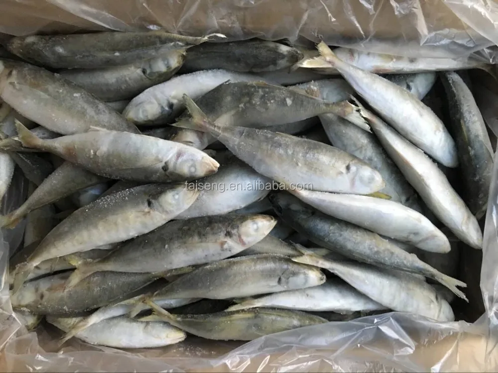 testy frozen horse mackerel fish