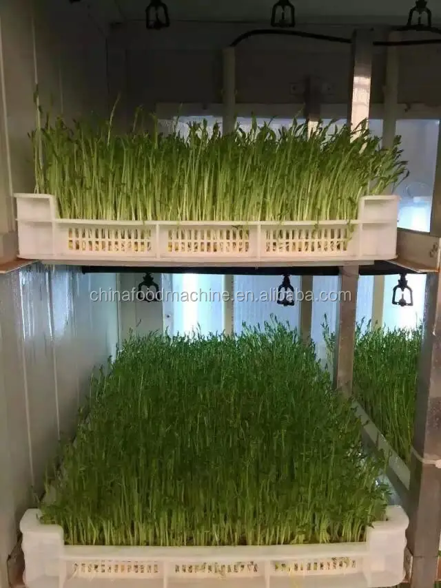 Automatic Germination/Barley Wheat Seeds Germinating Machine/Fodder Sprouting Machine Pasen Machine for Seeds Germ factory