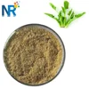 /product-detail/spinach-extract-ecdysterone10-beta-ecdysterone-62188111909.html
