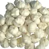 /product-detail/fresh-organic-peeled-vacuum-packed-solo-garlic-60819685711.html