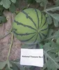 Hybrid watermelon seeds For Growing-National Treasure No.3