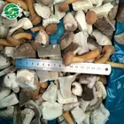 MY-TEXT iqf frozen mixed mushroom (shiitake nameko oyster)