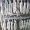 IQF Freezing Process And Tuna Variety Skipjack Tuna