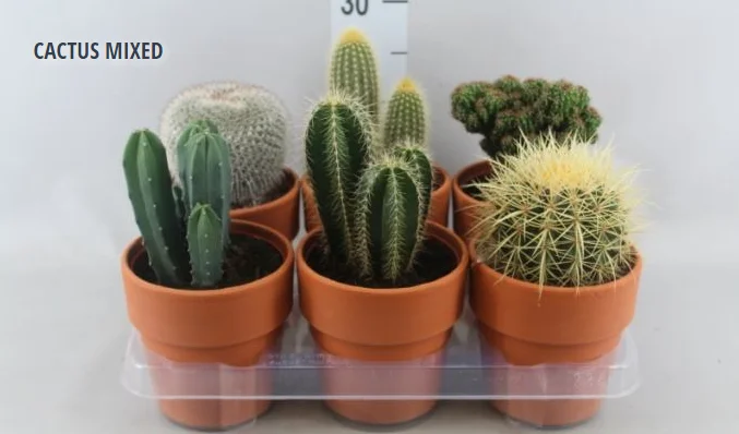 CACTUS MIXED