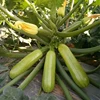 /product-detail/high-yield-vegetable-seeds-chinese-organic-summer-squash-seeds-62146241029.html