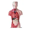 2019 Laboratory Anatomical model of human trunk in visceral organs with heart system structure