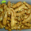 New Crop Chinese Fresh Ginger With Export Standard