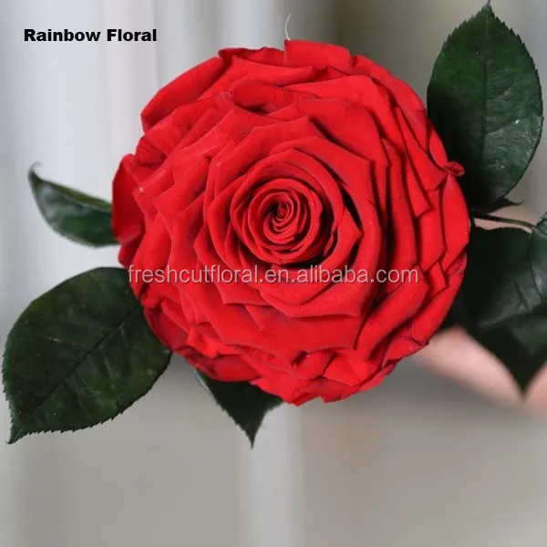 9-10cm large size red rose flower with long stem