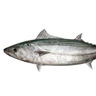 frozen sea fish small size bonito tuna fish for sale