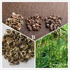 Moringa Oleifera Seeds / Moringa Seeds Best Price
