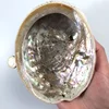 12cm DIY Home Decoration Natural Conch Craft Sea Beach Raw Abalone Shell