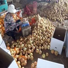 Fresh onion export yellow onion new crop
