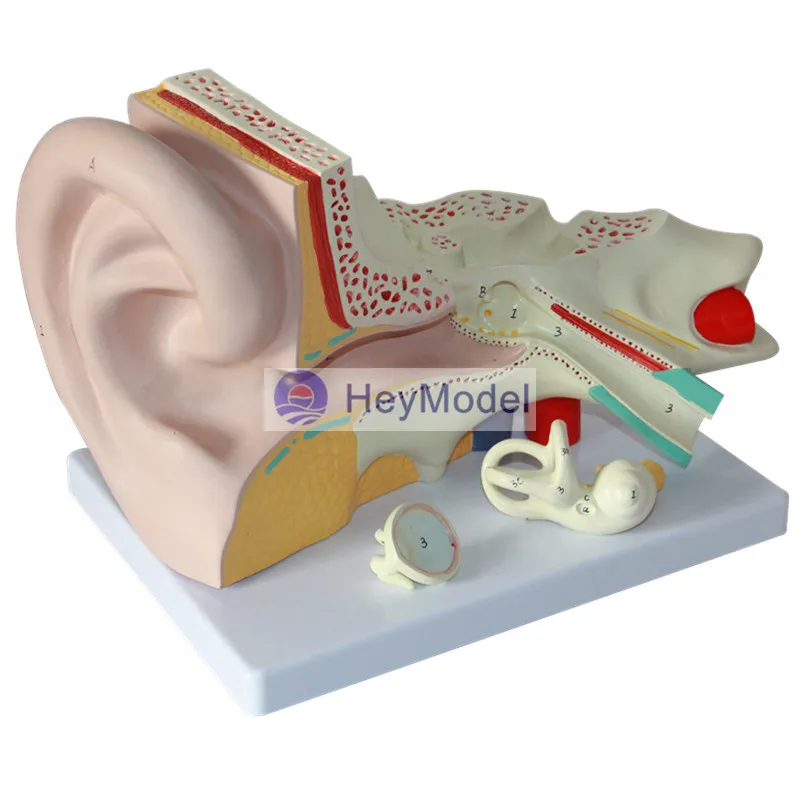 HeyModel نموذج تشريح الأذن البشرية