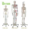 /product-detail/disarticulated-plastic-human-teaching-skeleton-model-with-skull-60834338893.html