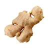 /product-detail/china-high-quality-organic-fresh-ginger-62123800817.html