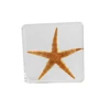 Real Starfish Specimen Acrylic Paperweight Great Gift and Biological Learning