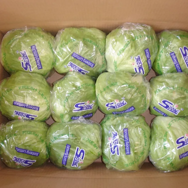 organic iceberg lettuce chinese vegetable exporter top grade