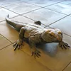 Outdoor garden decoration ormanets bronze metal animal lizard sculpture