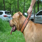 High quality genuine leather dog training leather collar with Handle