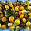 Juicy sweet delicious fresh baby fresh mandarin orange price