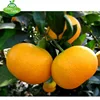 /product-detail/export-fresh-mandarin-orange-60726507209.html