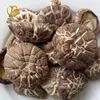 market prices for mushroom japan reishi mushroom magic chinese mushroom spores cultivation production sliced canned