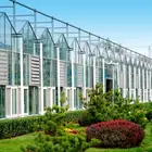 commercial rose multi-span glass greenhouse