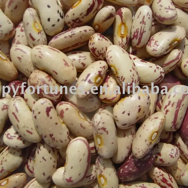 pinto bean can-source quality pinto bean can from