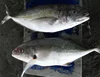 Frozen Yellow Spotted Trevally fish/ Indonesia