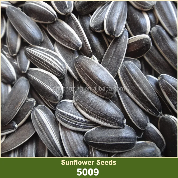 confectionary white striped black sunflower seed in shell confectionary white striped black sunflower seed in shell