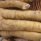 Mesh Bag Spicy High Quality Fresh Horseradish