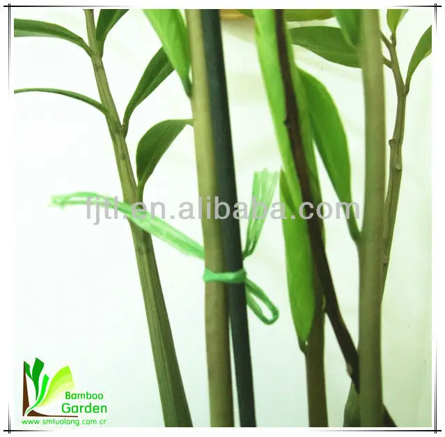 Bamboo Sticks For Vases Buy Bamboo Sticks For Vases Product On